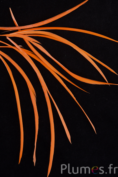 Oie strippé  - 10-17 cm - orange
